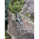 Gartendeko Figur: Bronzefigur Garten,  Eidechse, gebogen, 17 cm lang  (Restposten)