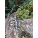 Gartendeko Figur: Bronzefigur Garten,  Eidechse, gebogen, 17 cm lang  (Restposten)