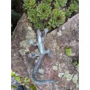 Gartendeko Figur: Bronzefigur Garten,  Eidechse, gebogen, 17 cm lang  (Restposten)