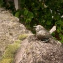 Gartendeko Figur: Bronzefigur Garten,  Vogel singend  6...
