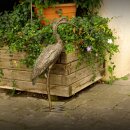Bronzefigur Graureiher  56 cm hoch