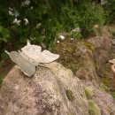 Schmetterling groß 7,5 x 7,5 cm